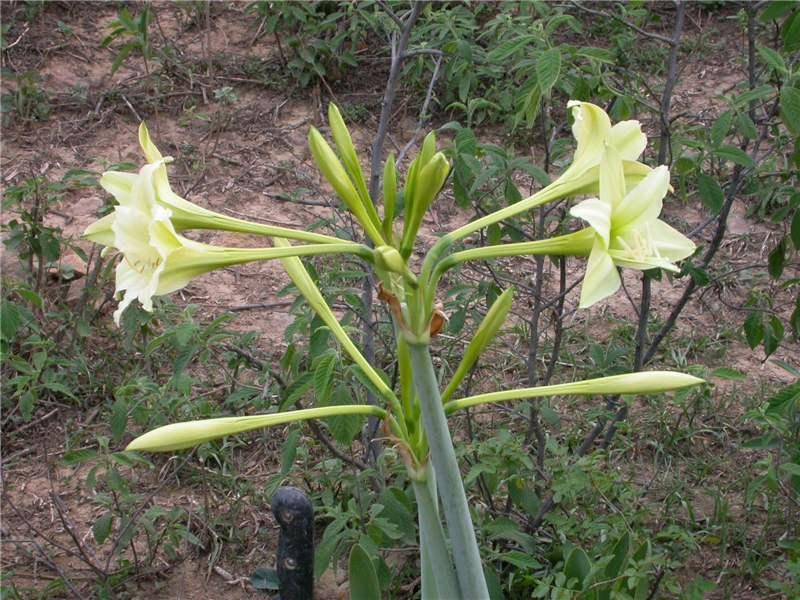 Hippeastrum parodii (c) copyright 2010 by Mariano Saviello.  All rights reserved.